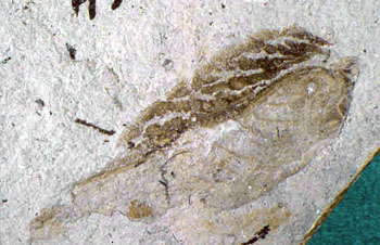 Baissogryllus sharovi (Orthoptera)