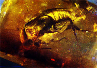 Mordellidae
