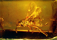 Scelionidae